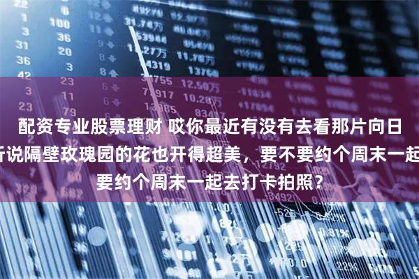 配资专业股票理财 哎你最近有没有去看那片向日葵花海呀?听说隔壁玫瑰园的花也开得超美,要不要约个周末一起去打卡拍照?